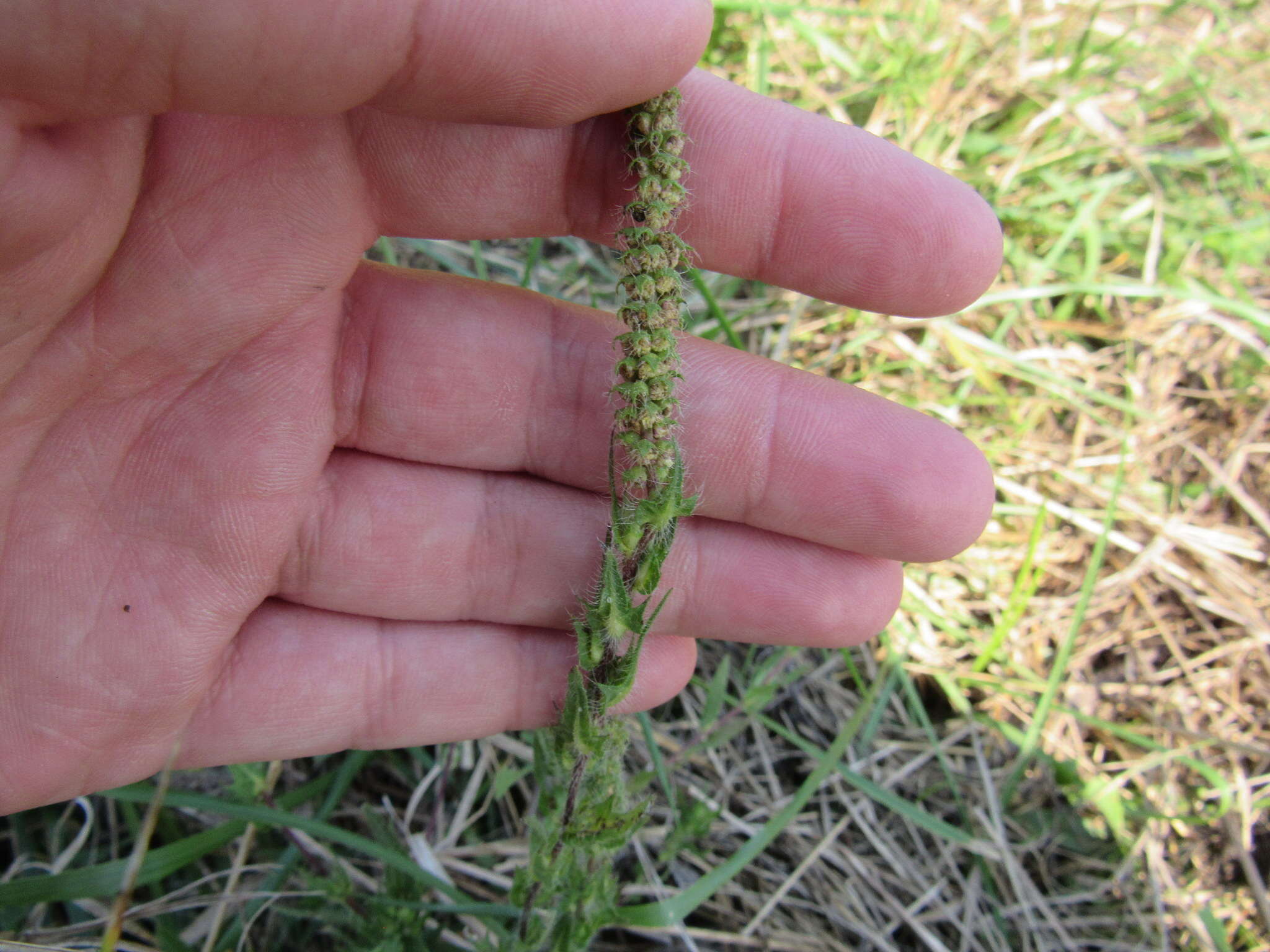 Image of lanceleaf ragweed