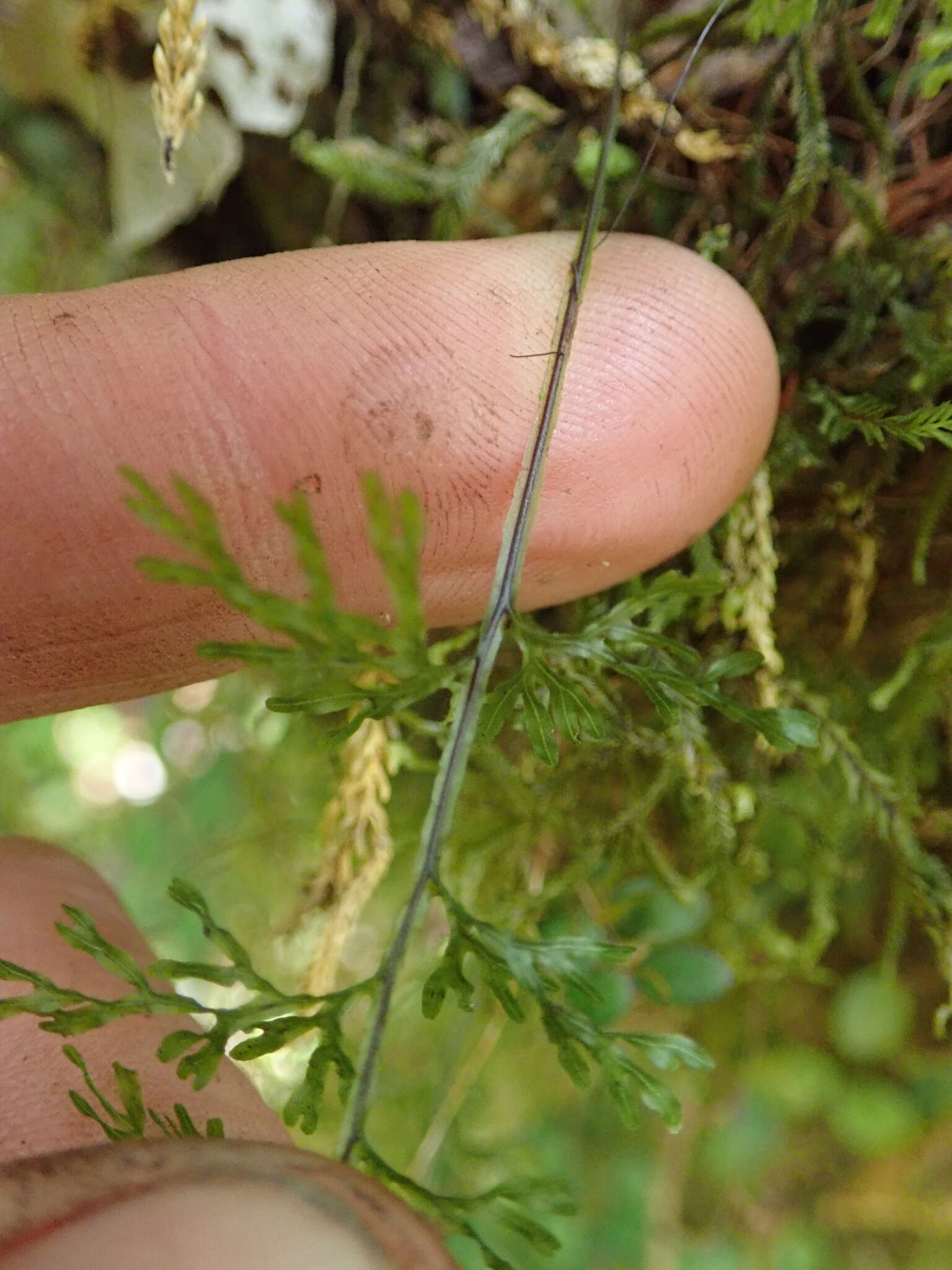 Imagem de Hymenophyllum pluviatile Perrie & Brownsey