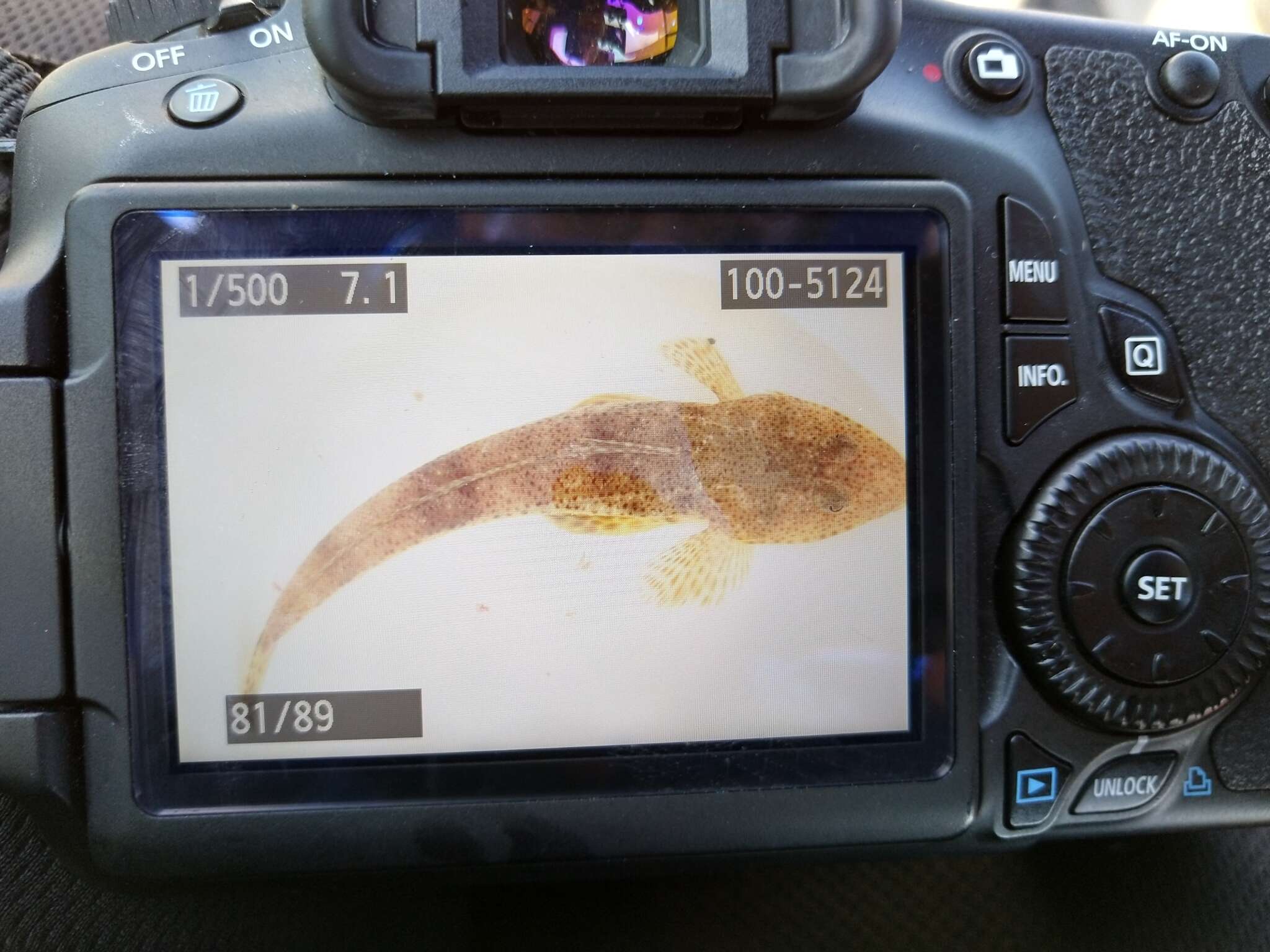 Image of Bass flathead