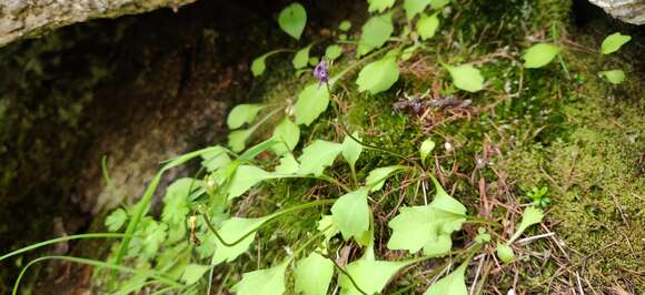 Primula cuneifolia Ledeb. resmi