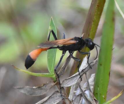 Image of Ammophila pictipennis Walsh 1869