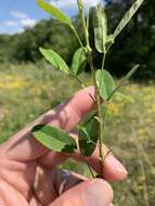 Image of violet lespedeza