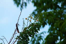 Plancia ëd Leucaena macrophylla Benth.