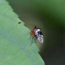 Image of Poppea capricornis Fowler