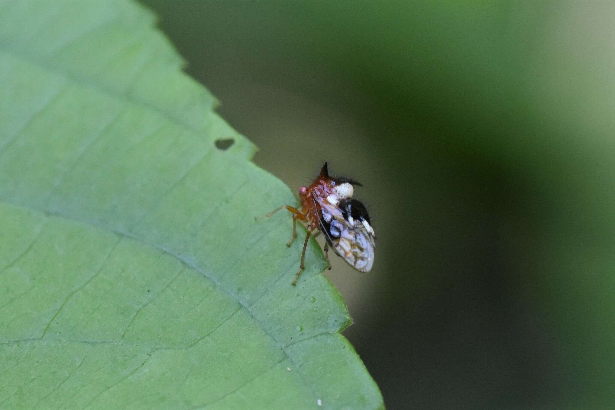 Imagem de Poppea capricornis Fowler