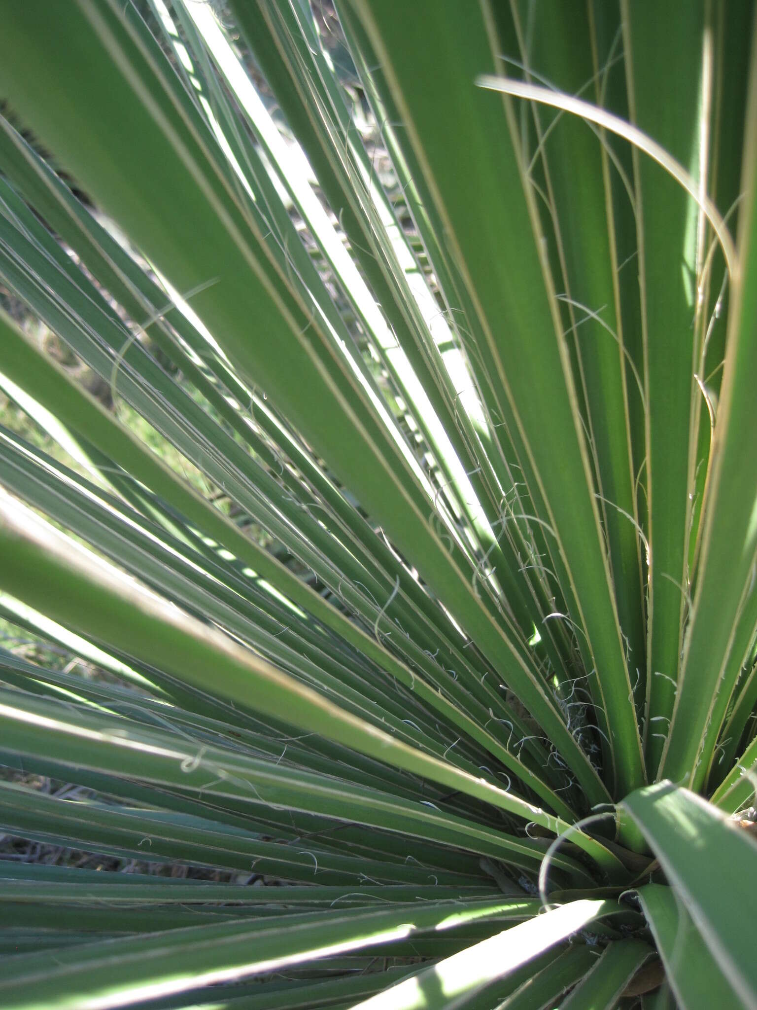 Image of Buckley's yucca