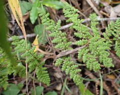 Image of Cheilanthes hirta var. hirta