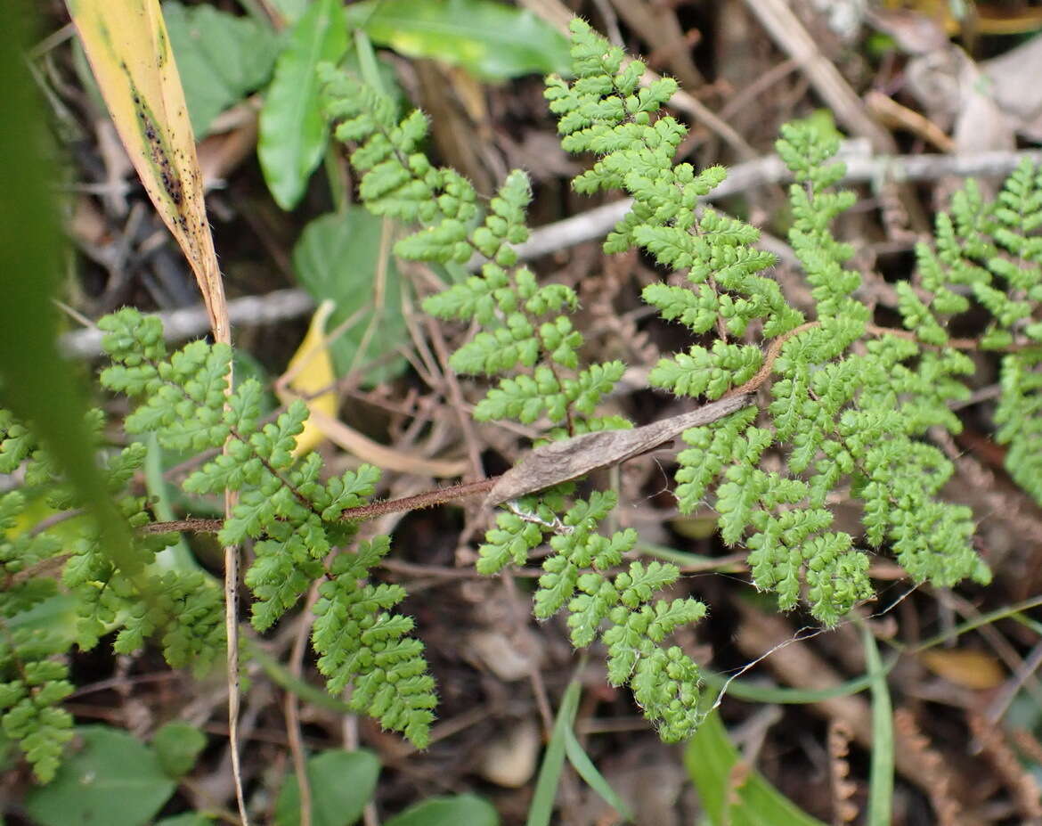 Image of Cheilanthes hirta var. hirta