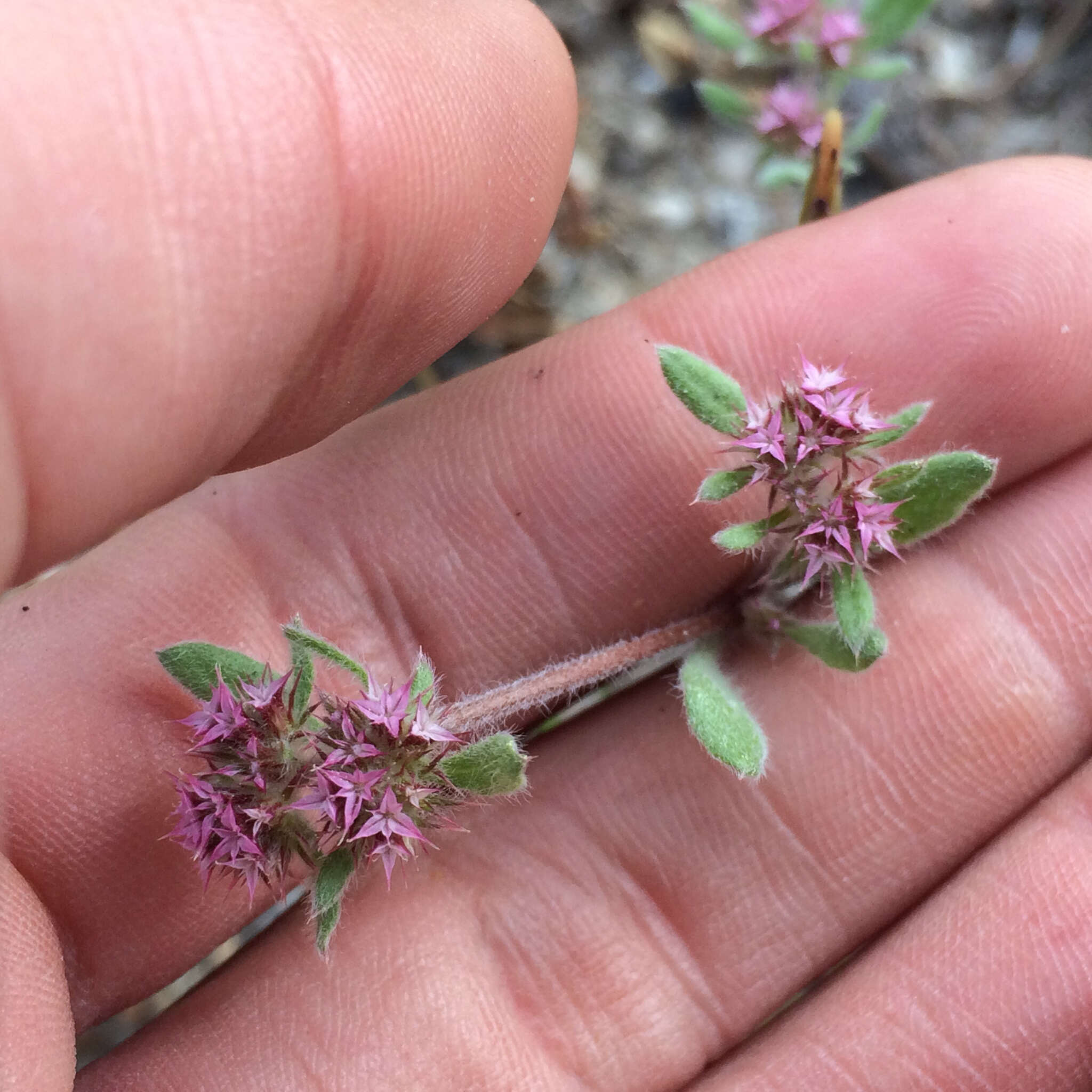 Image of Ben Lomond spineflower