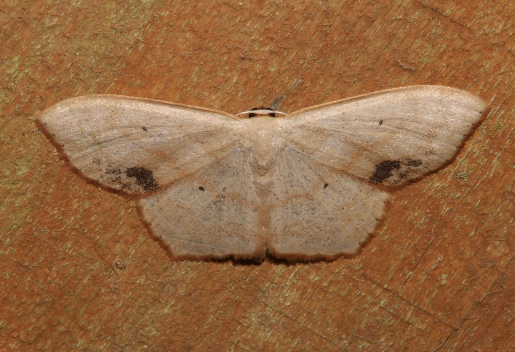 Image of Scopula timandrata Walker 1861