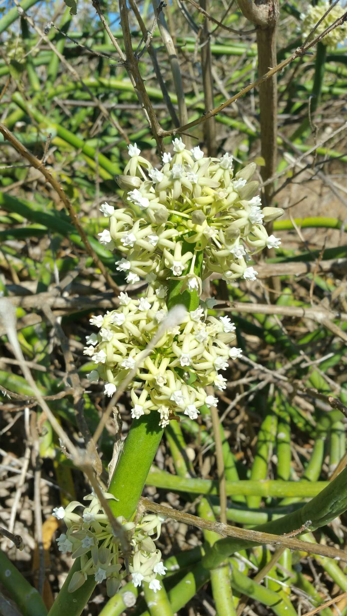 Image of Cynanchum floriferum Liede & Meve