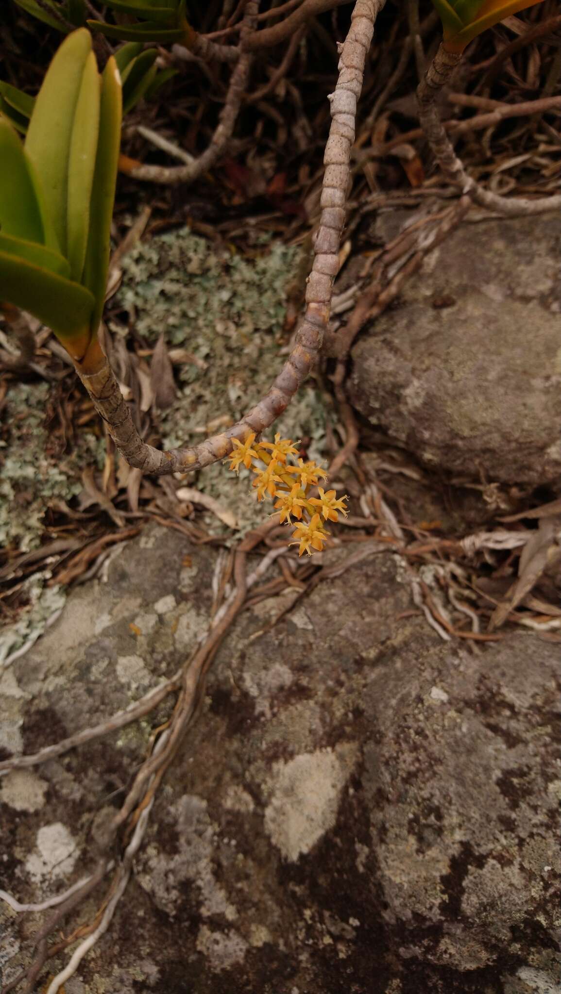 Image de Tridactyle bicaudata subsp. rupestris H. P. Linder