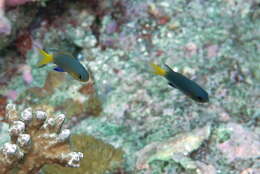 Image of Blacktail chromis