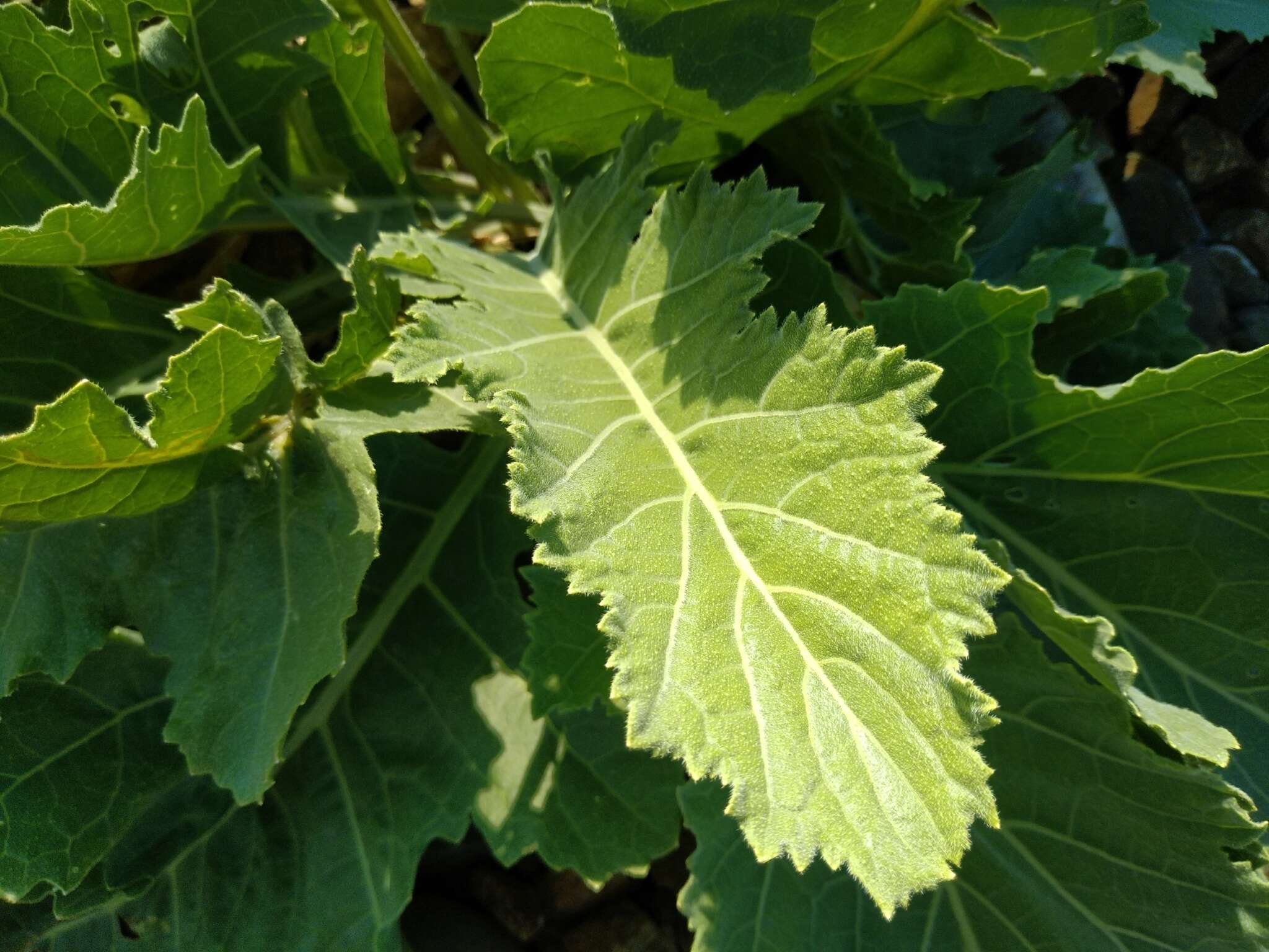 Image of Crambe orientalis L.