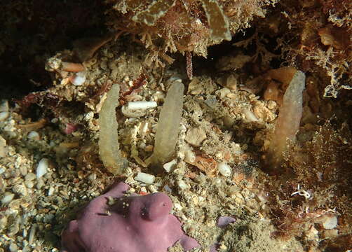 Image de Ciocalypta Bowerbank 1862