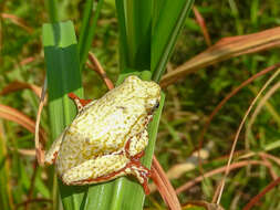 Image of Hyperolius marginatus Peters 1854