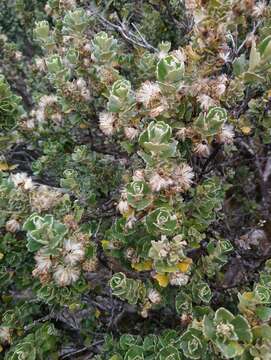 Olearia obcordata (Hook. fil.) Benth. resmi