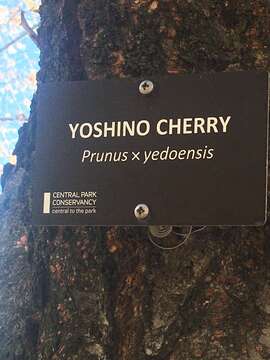 Image of hybrid cherry