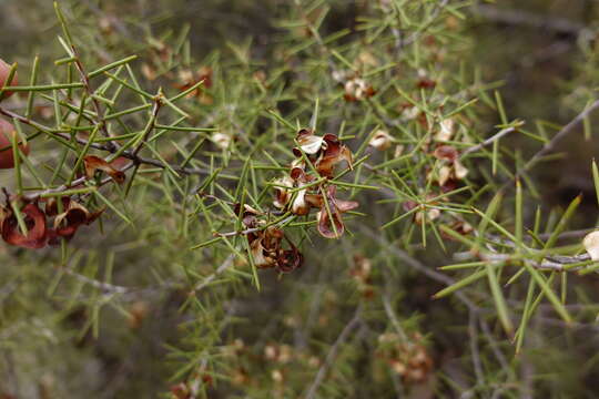 Acacia colletioides Benth. resmi