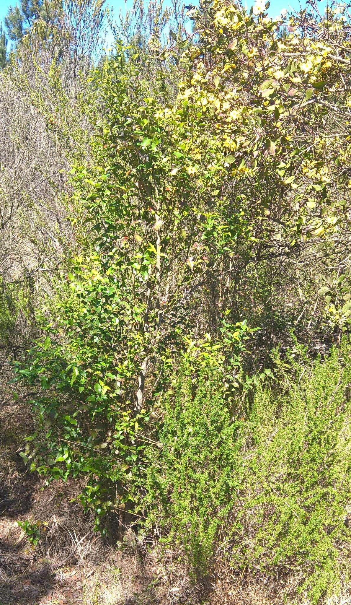 Sivun Kiiltomedestäjänpuu kuva