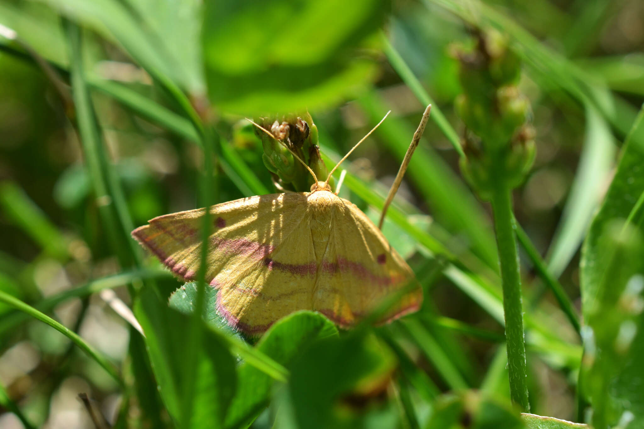 Plancia ëd Haematopis