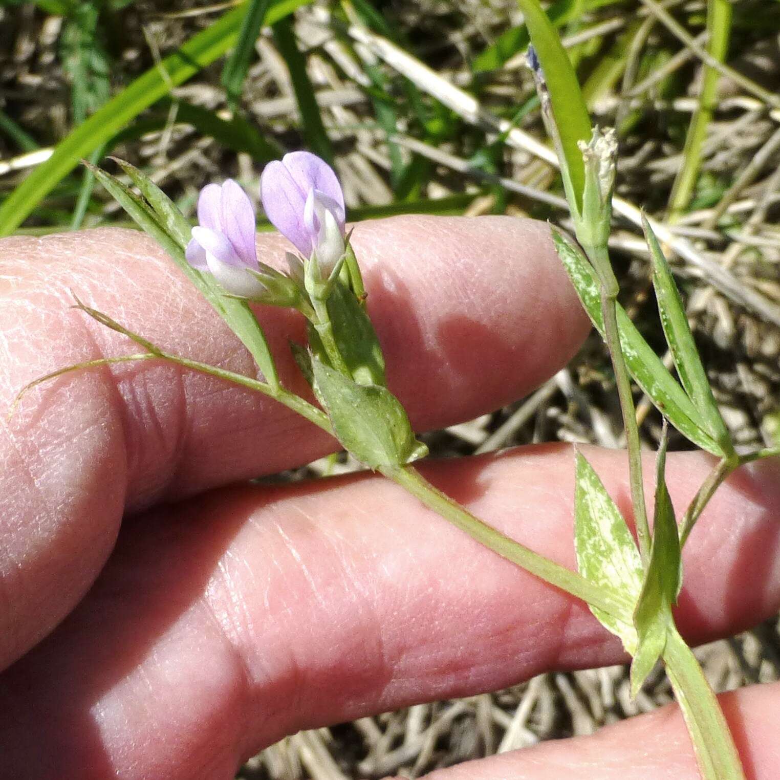 Lathyrus pusillus Elliott resmi