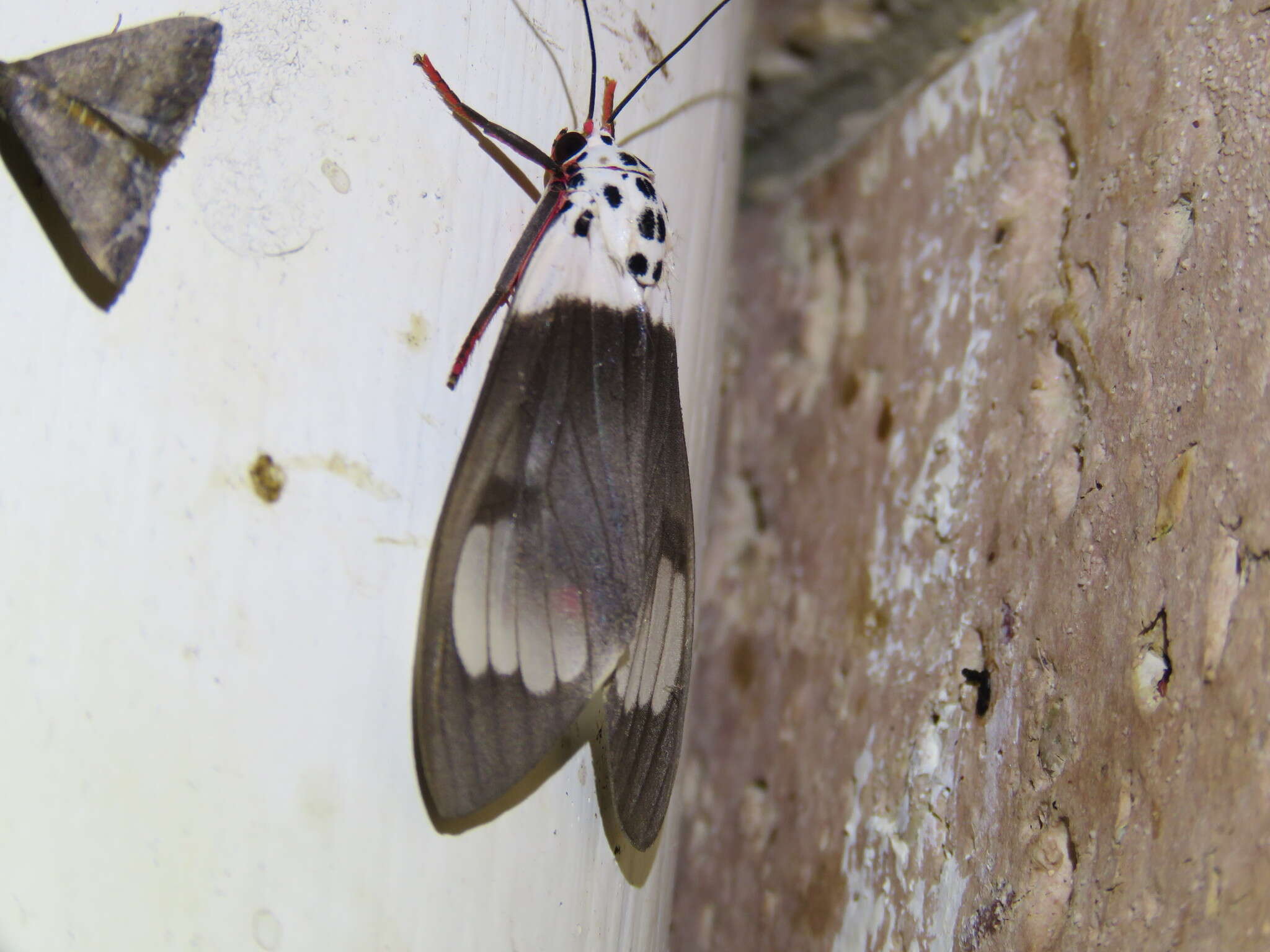 Слика од Amerila nigropunctata Bethune-Baker 1908