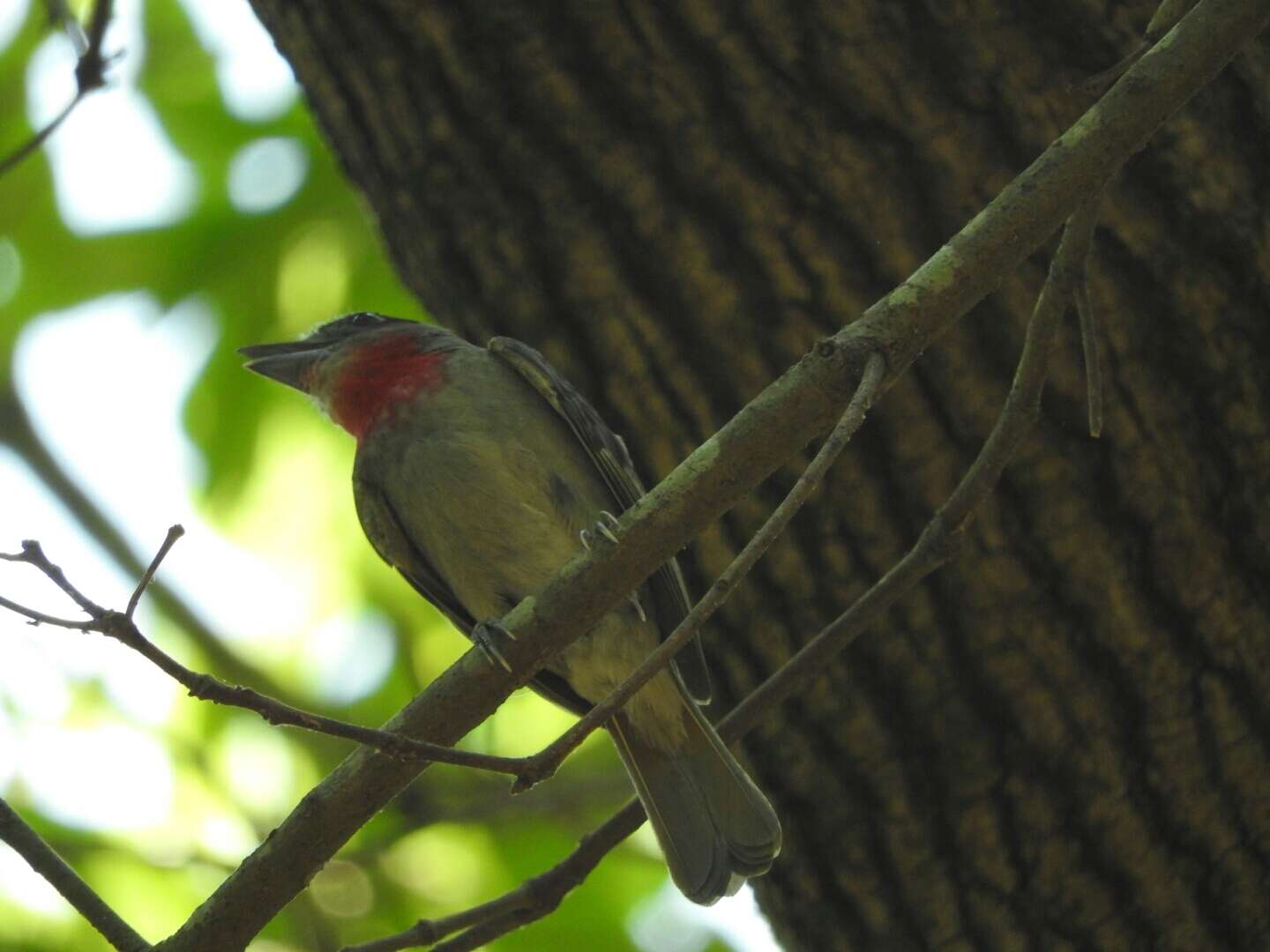 Plancia ëd Pachyramphus aglaiae (Lafresnaye 1839)