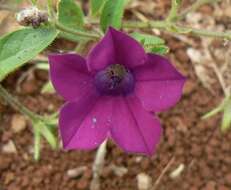 Image de Petunia integrifolia (Hook.) Schinz & Thellung