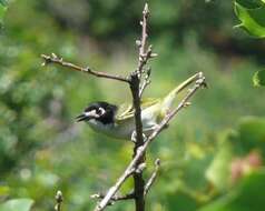 Слика од Vireo atricapilla Woodhouse 1852