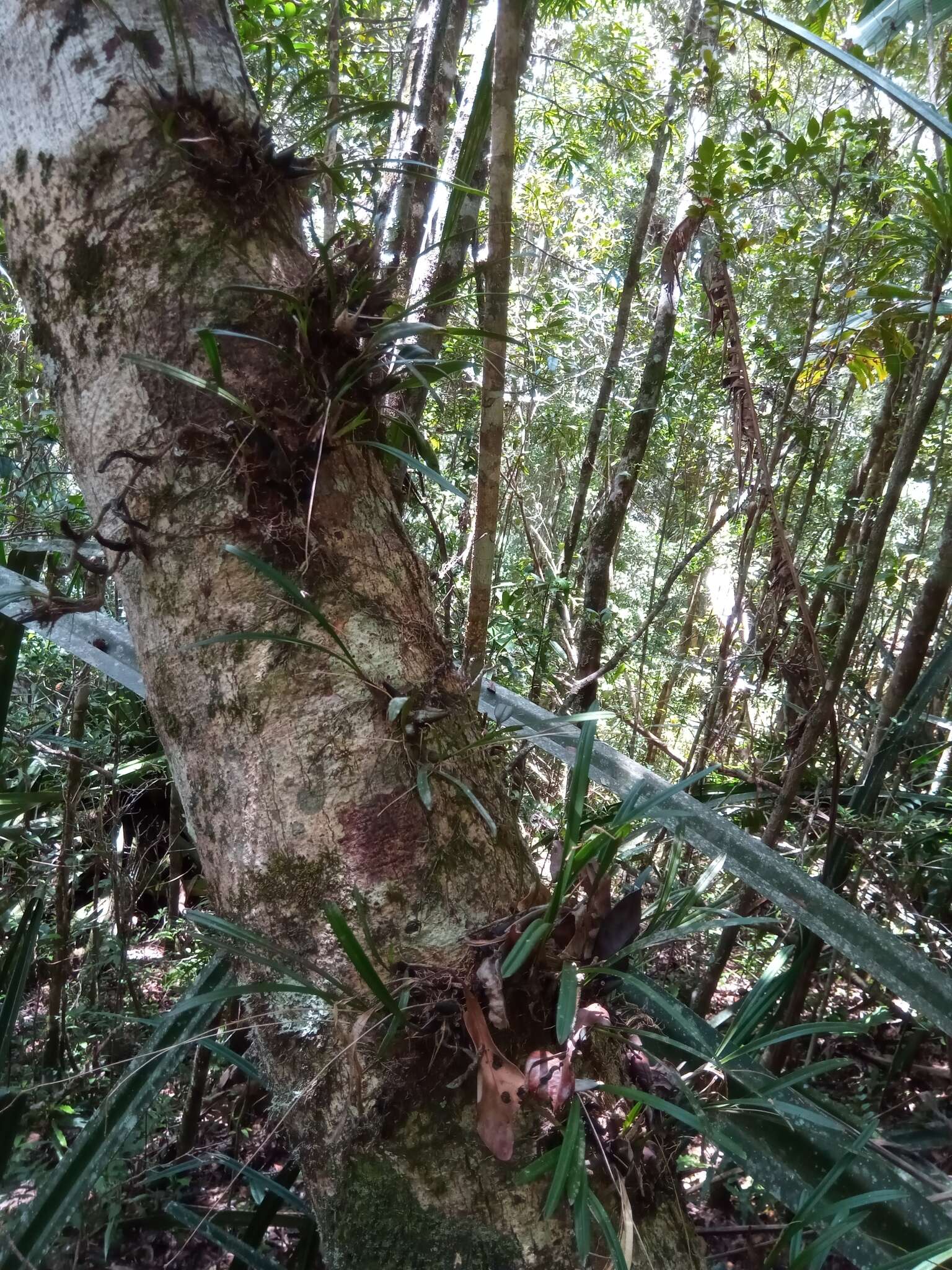 Sivun Bulbophyllum sandrangatense Bosser kuva