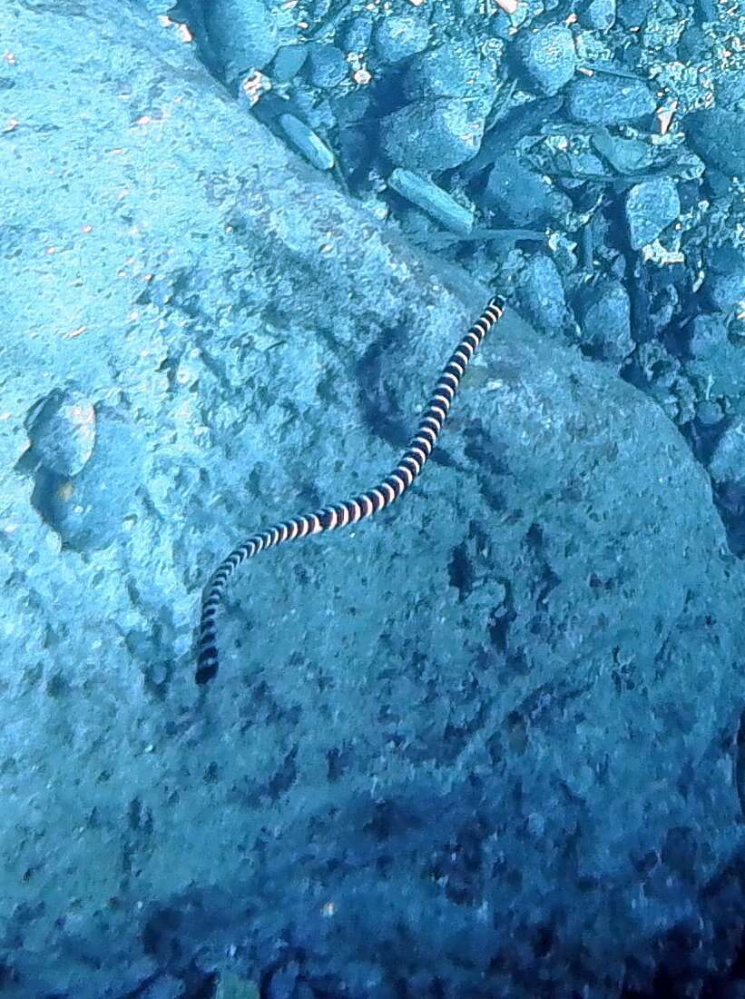 Image of Black-banded sea krait