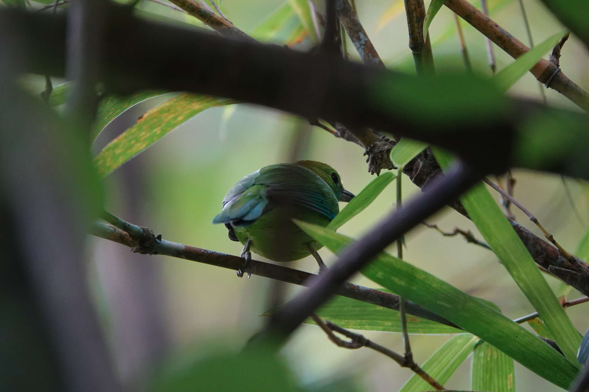 Image of Blue-winged Leafbird