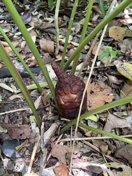 Image of Cycad