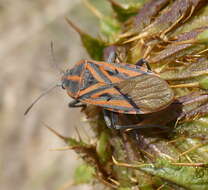 Image of Spilostethus rivularis (Germar & E. F. 1837)