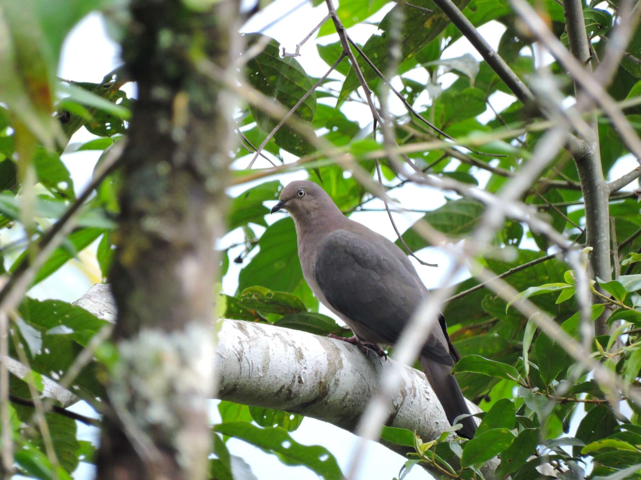 صورة Patagioenas plumbea (Vieillot 1818)