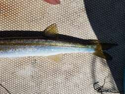 Image of Australian barracuda