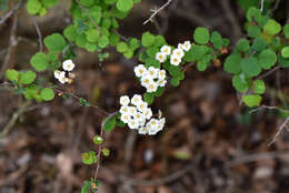 Imagem de Spiraea blumei G. Don