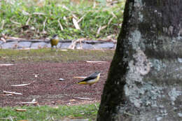 Image of Motacilla cinerea patriciae Vaurie 1957