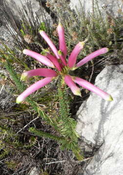 Image de <i>Erica <i>fascicularis</i></i> subsp. fascicularis