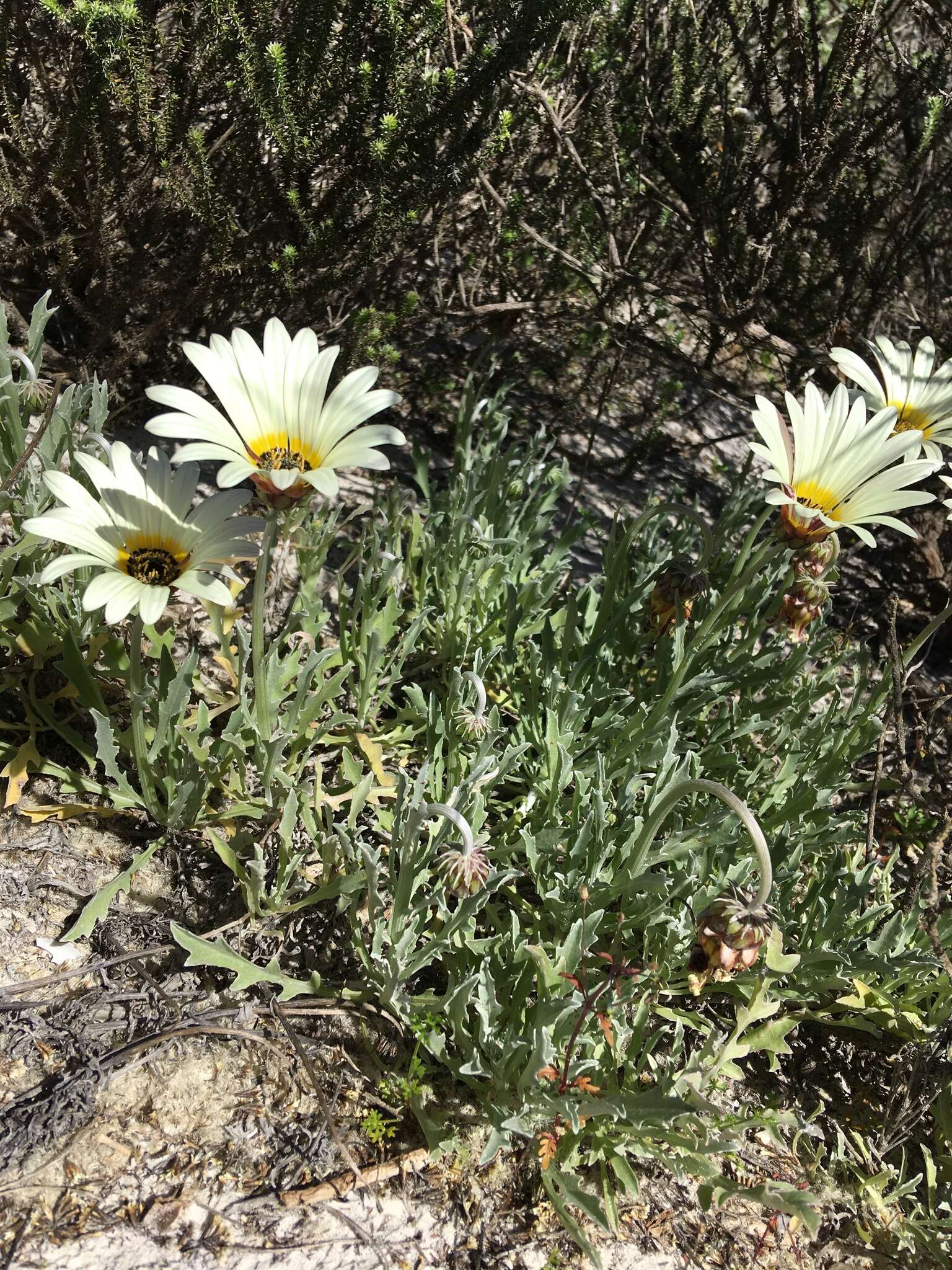 Image of African daisy