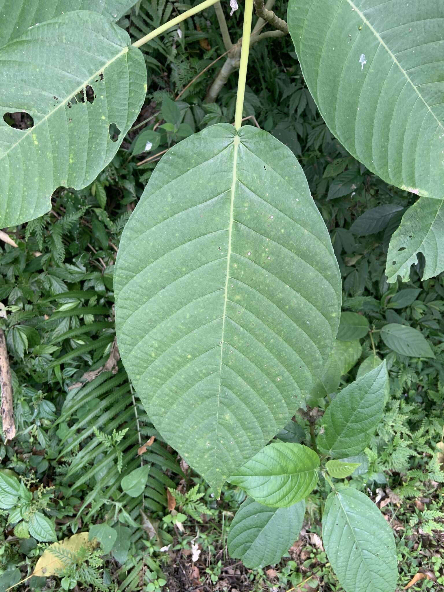 Image of Dendrocnide meyeniana (Walp.) Chew