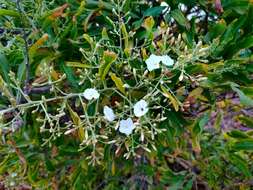 Слика од Convolvulus floridus L. fil.