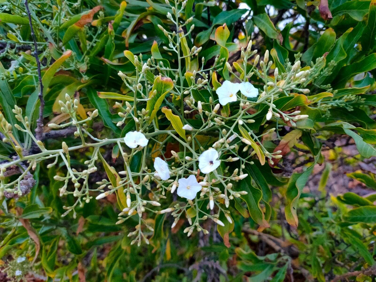 Слика од Convolvulus floridus L. fil.