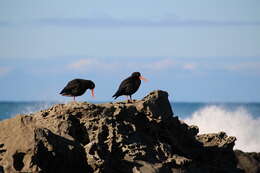 Image of Variable Oystercatcher