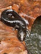 Image of Flat-headed Salamander