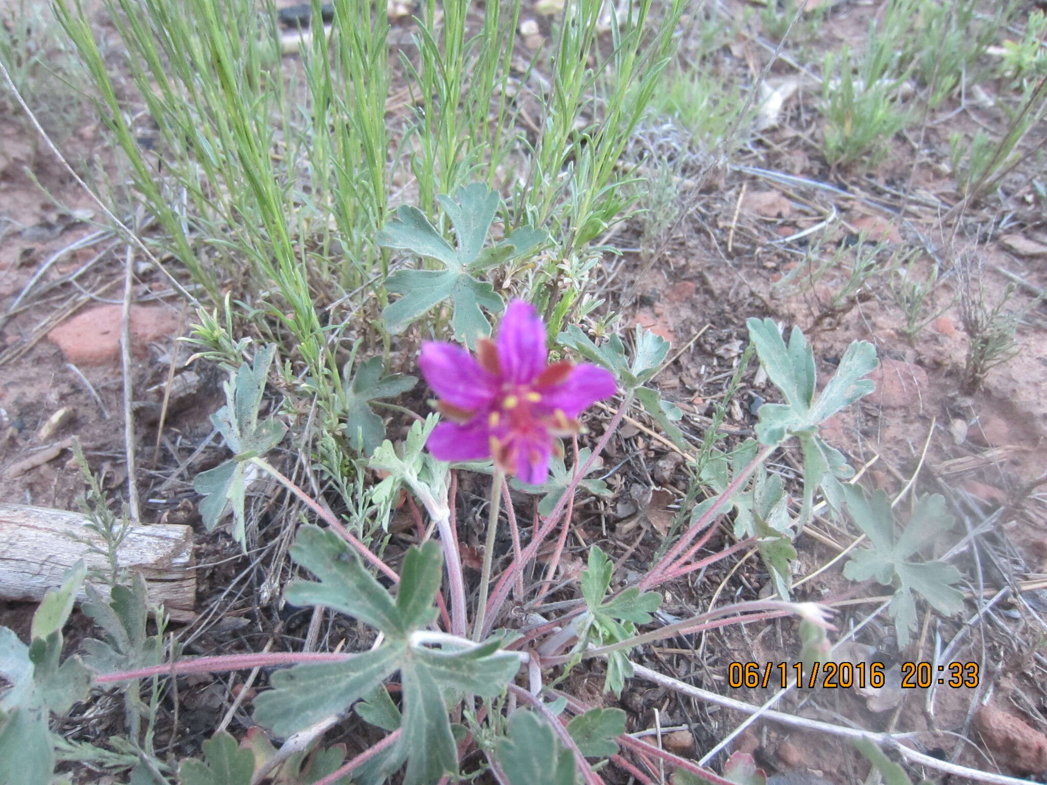 Image of pineywoods geranium