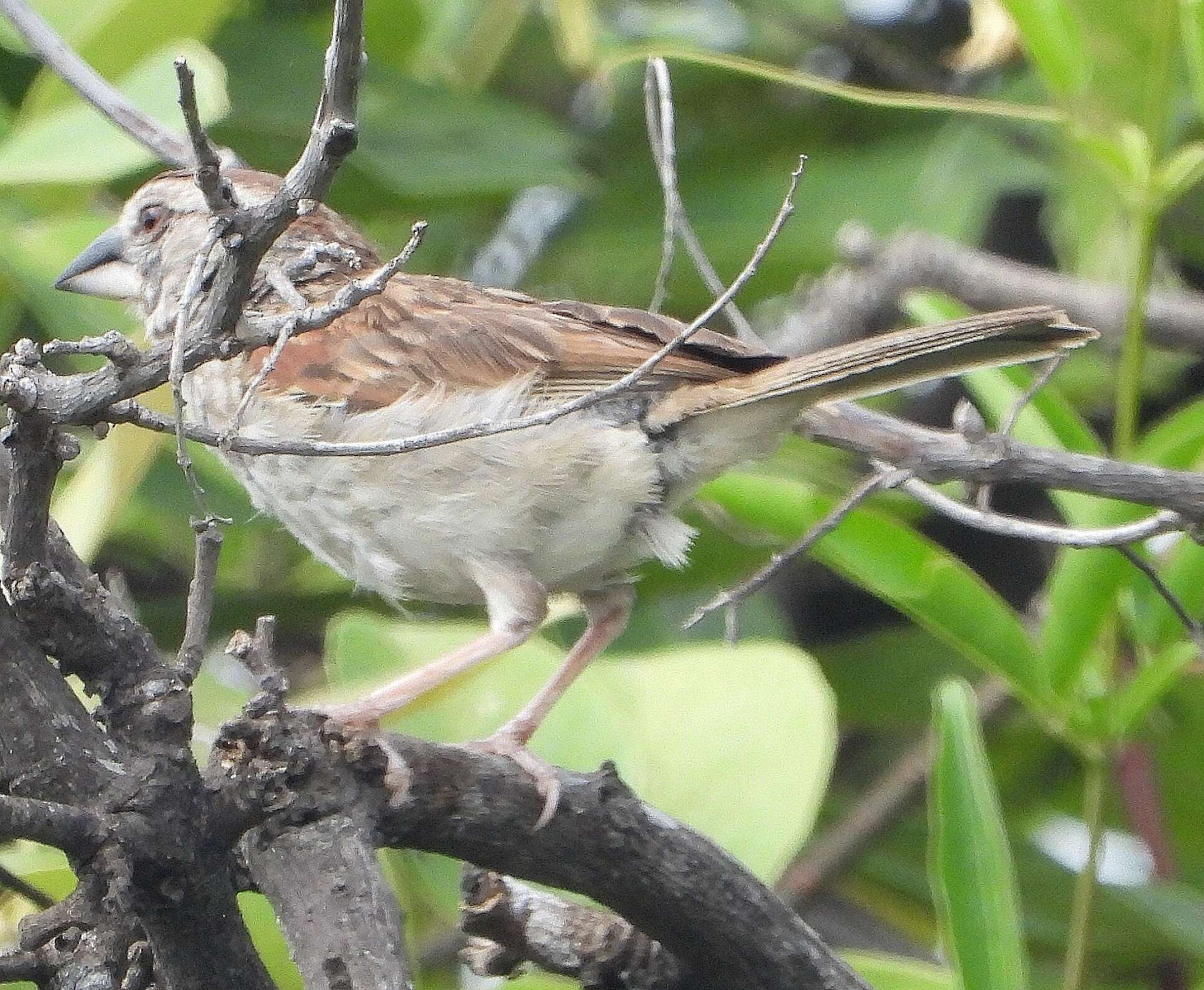 Image of Stripe-capped and Tumbes Sparrows