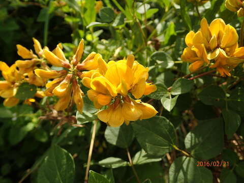 Image of Rhynchosia cooperi (Baker fil.) Burtt Davy