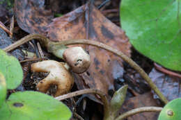 Image of Geastrum quadrifidum DC. ex Pers. 1801